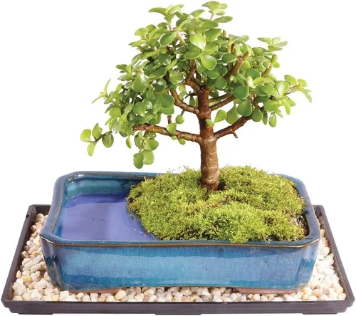 Brussel's Bonsai Árbol Bonsái de Jade Enano Vivo, Interior - Mediano, 4 Años de Edad, 8 a 12 Pulgadas de Alto - Maceta Decorativa de Agua para
