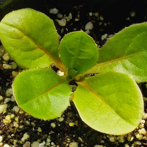Miniatura 5 de Seed Needs Semillas de achicoria para plantar Cichorium intybus, reliquia y flores silvestres polinizadas abiertas para cultivar un jardín