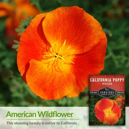 Miniatura 3 de Paquete de 1 semilla de amapola Mikado California para plantar, paquete con instrucciones para cultivar amapolas rojas en tu huerto casero, variedad