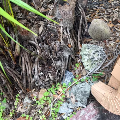 Miniatura 5 de Roca Falsa Ocultador de Llaves Decoración Caja de Seguridad para Jardín o Patio al Aire Libre Tamaño Grande Diseño Ocultar una Llave de Repuesto