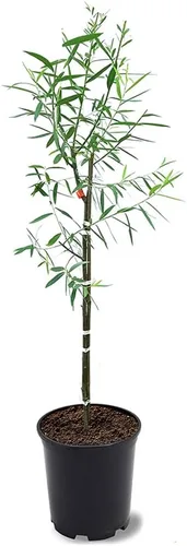 Sauce llorón, caducifolio, de crecimiento rápido, árbol de sombra, 2-3 pies de altura del árbol, maceta de vivero de 1 galón (debido a las leyes