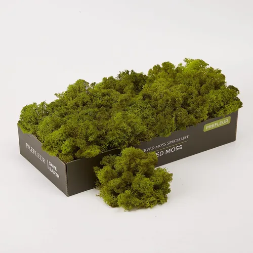 Miniatura 17 de Musgo de Reno Preservado Verde Natural Kit de Bricolaje Arte de Jardinería Decoración de Pared Decoración de Floristería Decoración de Mesa