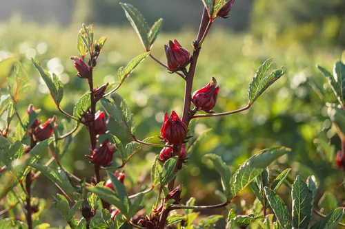 Miniatura 8 de Plant Good Seed Hibiscus sabdariffa/Jamaica/Red Roselle Semillas para plantar: Hierba culinaria y de té, cálices carnosos rojos - Paquete de 30