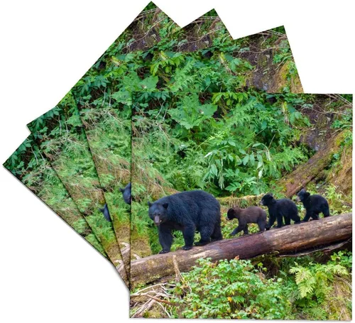 Miniatura 10 de 3dRose Black Bear Triplets Follow mom at ANAN Creek. Set of 4 Coasters - Soft