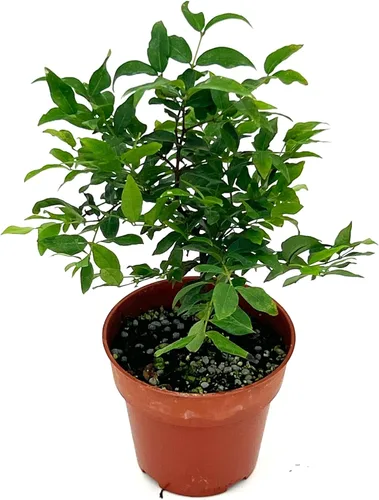 Miniatura 5 de ragnaroc Árboles frutales vivos – Plinia cauliflora Jaboticaba de 9 a 12 pulgadas de alto en maceta de 4 pulgadas – 1 ct – Color cuando florece
