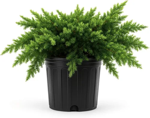 Miniatura 9 de Blue Pacific Shore Juniper 3 plantas vivas Juniperus Conferta Cubierta del suelo de hoja perenne, paisajismo costero resistente, arbusto