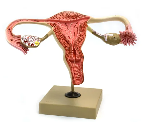 Eisco Labs - Modelo reproductivo femenino de tamaño real 3X, desarrollo detallado de ovarios y óvulos, 12 x 5.5 x 8 pulgadas, con tarjeta de llave