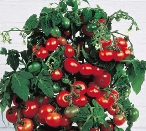 Miniatura 2 de Tiny Tim Tomato (El Tomate Original "Patio") mmm... BUENO!!!!!!!(10 - Semillas)