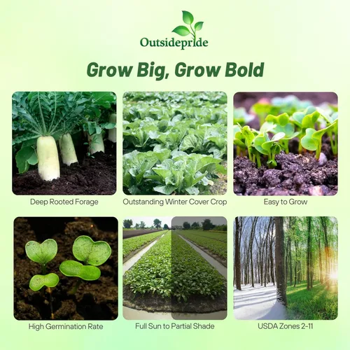 Miniatura 2 de Outsidepride Semillas anuales de rábano Daikon – 5 libras. Semillas de rábano chino, japonés y oriental para la salud del suelo, control