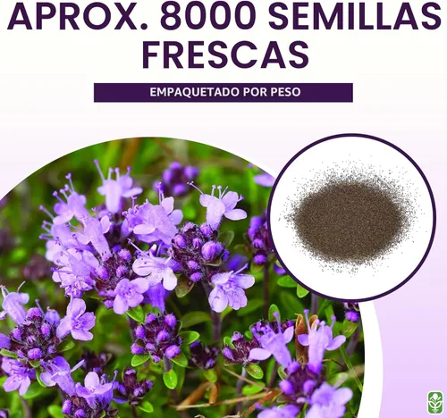 Miniatura 3 de Semillas de tomillo rastrero - Cubierta densa para el suelo para paisajismo - Más de 8,000 semillas - Plantación al aire libre - Cultivadas