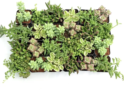 Miniatura 2 de Mountain Crest Gardens Paquete de Suculentas Colgantes y de Hilo - 24 Plantas Vivas en Macetas de 2 Pulgadas - Suculentas Reales para Macetas