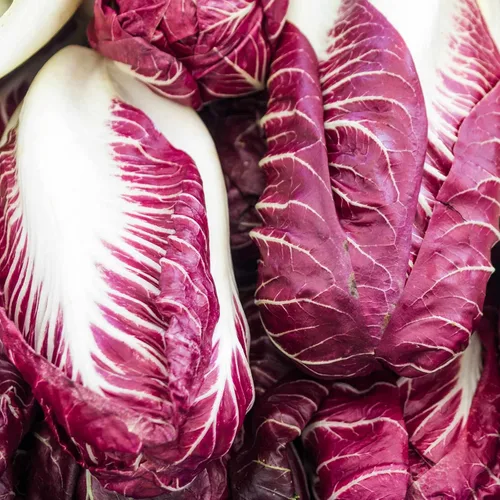 Radicchio Garden Seeds – Variedad Rouge de Verona – 1 onza – Semilla de jardinería de verduras tradicionales – Cultiva verduras sin OMG y verduras
