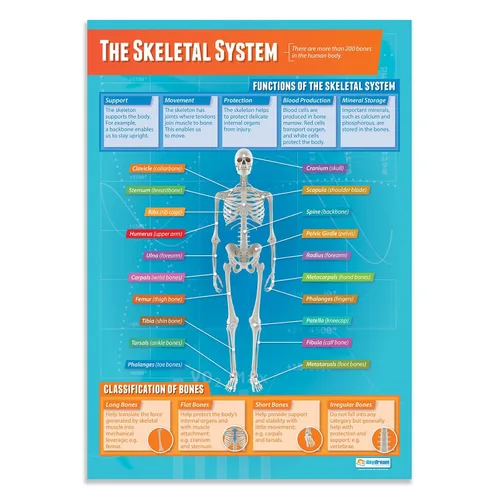 Daydream Education The Skeletal System - Póster para aula, tamaño extragrande, 33 x 23.5 pulgadas, laminado, decoración de clase de escuela media y