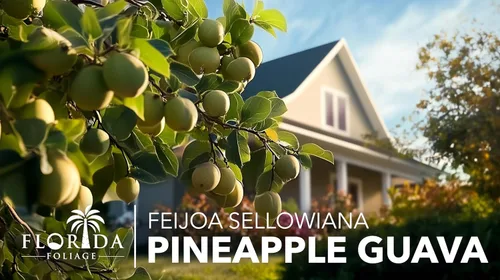 Miniatura 9 de Guayaba de piña - 3 plantas vivas - Feijoa Sellowiana - Follaje comestible de frutas y floración