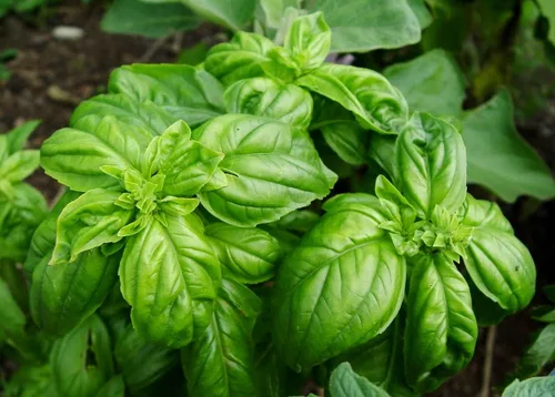 Miniatura 3 de Semillas de albahaca de hoja grande, más de 700 semillas para plantar sin OMG