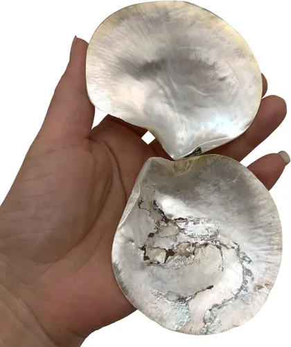 Miniatura 6 de PEPPERLONELY 4 unidades de plata perla M.O.P. Natural Pearl Oyster Sea Shells, 2-1/2 pulgadas ~ 3-3/4 pulgadas