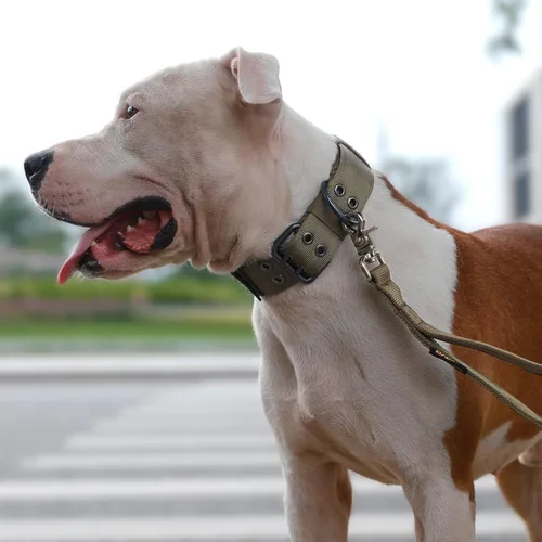 Miniatura 7 de EXCELLENT ELITE SPANKER Collar militar para perro de 1.5 pulgadas de ancho, anillo en D de metal ajustable y hebilla para perros medianos y grandes