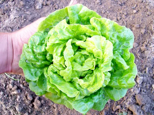 Miniatura 5 de Seeds May Queen Butterhead Lechuga sin OMG reliquia