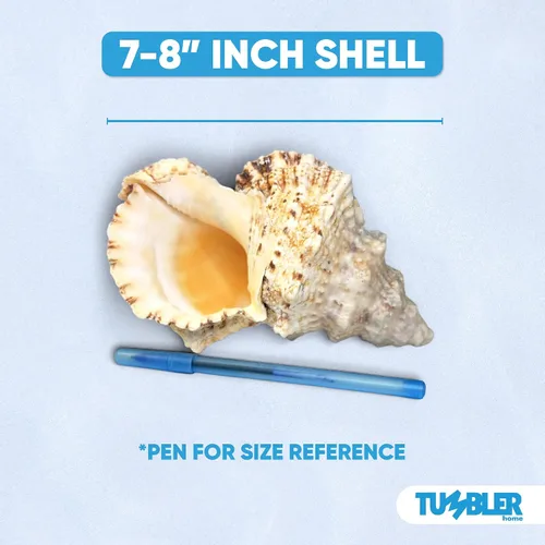Miniatura 2 de Tumbler Home Conchas marinas grandes para decoración o pecera, decoración costera y náutica, soporte para plantas de aire, adornos de acuario