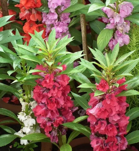 Miniatura 5 de Más de 50 semillas de bálsamo de jardín colorido impaciente - Mezcla de flores