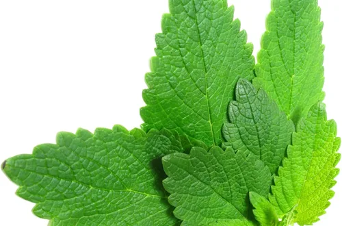 Miniatura 7 de Semillas Menta Menta Mentha Hierbas Medicinales Jardín para Plantar No GMO 1000 Semillas