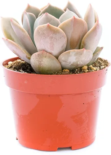 Miniatura 14 de Planta suculenta Echeveria viva - Suculenta Echeveria de 4 pulgadas con raíces completas (Echeveria Marron)