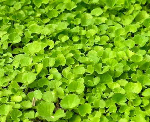 Miniatura 2 de 1200 semillas Centella – Gotu Kola, Rau Má, Centella Asiatica, Pennywort asiático, Pennywort indio, Brahmi, Mandukaparni – Sin OGM, reliquia