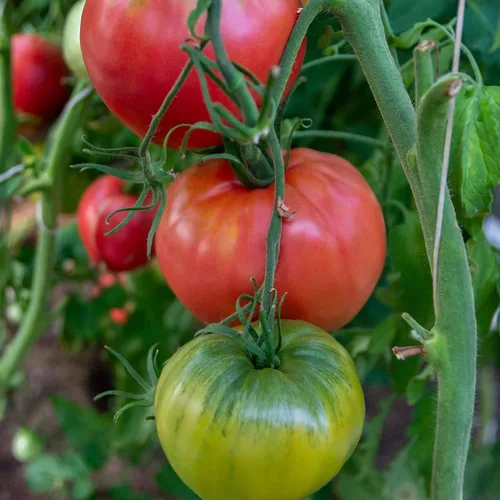 Miniatura 16 de Eden Brothers Semillas de tomate – Semillas de caqui sin OMG para plantar, paquete Semillas de vegetales de bajo mantenimiento, plantas durante