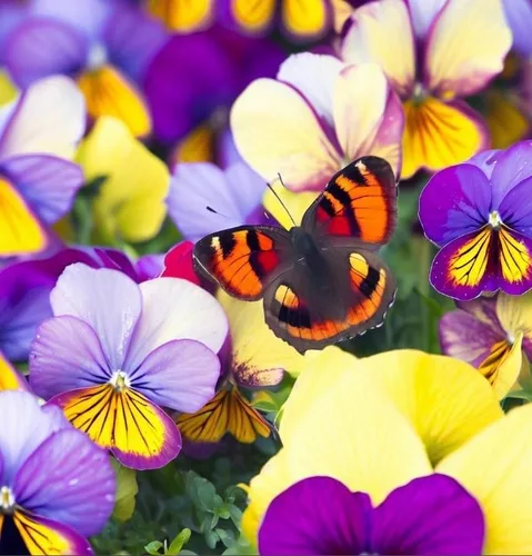Miniatura 8 de Viola wittrockiana 'Swiss Giants' (Pansy, Mixed) Semillas de flores, grandes, flores vistosas, aspecto distintivo, altamente atractivo