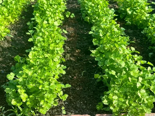 Miniatura 3 de Más de 1000 semillas de cilantro de primera calidad – Ngò Rí, cilantro, perejil chino – Sin OMG, reliquia, tasa de germinación del 99% – Semillas