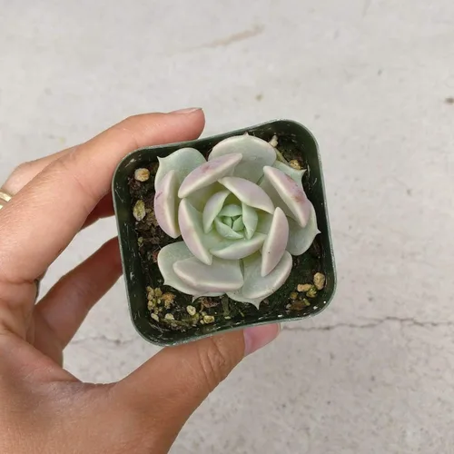 Miniatura 2 de Echeveria Lola - Planta suculenta saludable Echeveria Live de fácil cuidado para interiores, totalmente arraigada en tamaños de 2/4/6 pulgadas