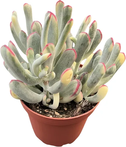Miniatura 6 de Sprout N Green Aeonium - Almohadilla de lirio, planta suculenta viva totalmente enraizada en maceta de 4 pulgadas, oficina en casa, decoración