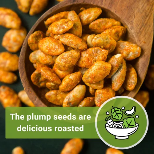 Miniatura 6 de Sow Right Seeds - Semillas de calabaza gigante del Atlántico para plantar - Paquete de reliquia sin OMG con instrucciones para plantar un huerto