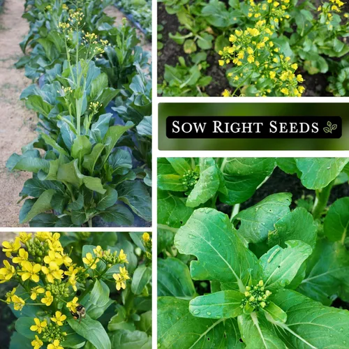 Miniatura 4 de Sow Right Seeds - Semillas Yu Choy Sum para plantar - Variedad única de repollo chino - Vegetal asiático - Fácil de cultivar - Verdes tradicionales