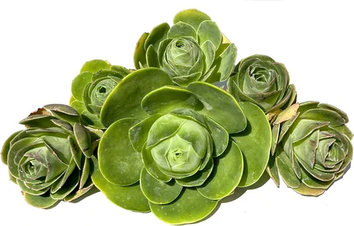 One Greenovia Mix - Mountain Rose - Planta suculenta exótica viva - Se vende individualmente (grande)