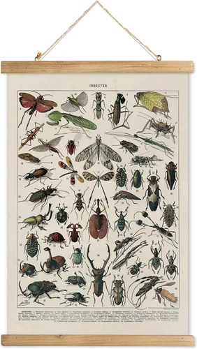 Miniatura 28 de XIAOAIKA Póster Educativo de Vida Silvestre de Seto Británico - Cuadro Ilustrado de la Naturaleza con Marco de Madera - Arte de Pared de Animales