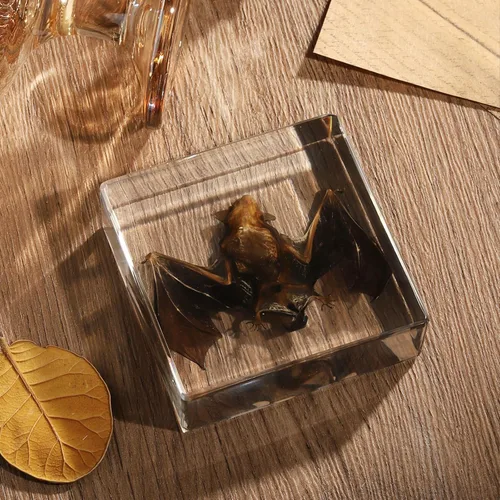 Miniatura 6 de Murciélago de taxidermia, especímenes de murciélago reales en resina para educación científica en el aula, gran regalo para fanáticos