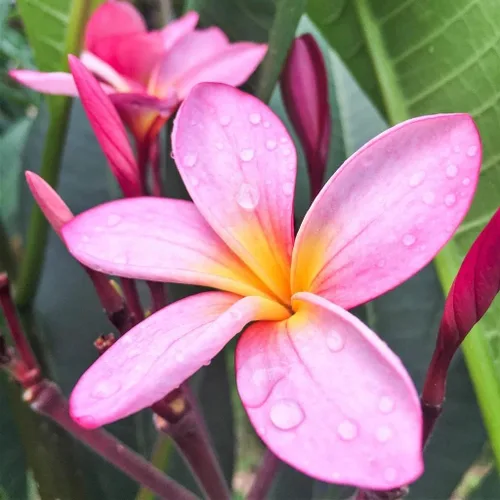 Miniatura 5 de Hawaiian Rare Plumeria Frangipani - Planta esquejes de planta roja, blanca, amarilla, rosa, 10 pulgadas, Discount Hawaiian Gifts LQ4 (rosa)