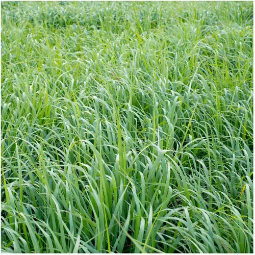 Miniatura 3 de Everwilde Farms - Semillas de hierba nativa de 1/4 lb Switch - Gold Vault