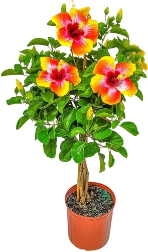 Árbol de Hibisco Vivo Trenzado Fiesta - Altura total de 34" a 38" - Tropical Plants of Florida (Planta en maceta de cultivo)