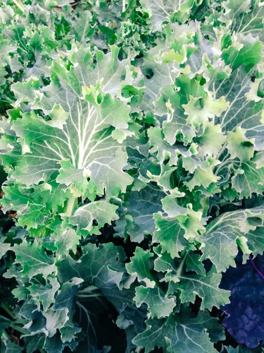 Miniatura 2 de Plant Good Seed Semillas orgánicas de col rizada siberiana, paquete de 200, semillas tradicionales para plantar verduras, suministros de jardinería
