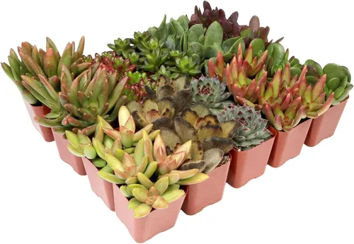 Altman Plants, Plantas suculentas a granel plantas de interior vivas (20 unidades), suculentas vivas plantas de interior vivas para interiores