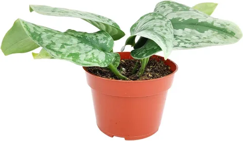 Miniatura 3 de Silver Splash Pothos - Scindapsus Pictus 'Exotica' (maceta cultivadora de 4 pulgadas) – Planta de interior fácil de cultivar – Planta