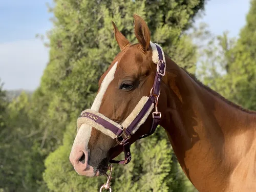 Miniatura 2 de Ride Now Glossy Buckle Headcollar Horse Halter with Detachable Faux Fur Band