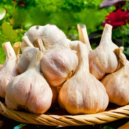 Miniatura 11 de 1 Libra de Ajo Duro de Cuello para Plantar en Otoño, Bulbo de Ajo Grande para Plantar, Fresco y Alta Rendimiento, Resistente al Frío, Plantación