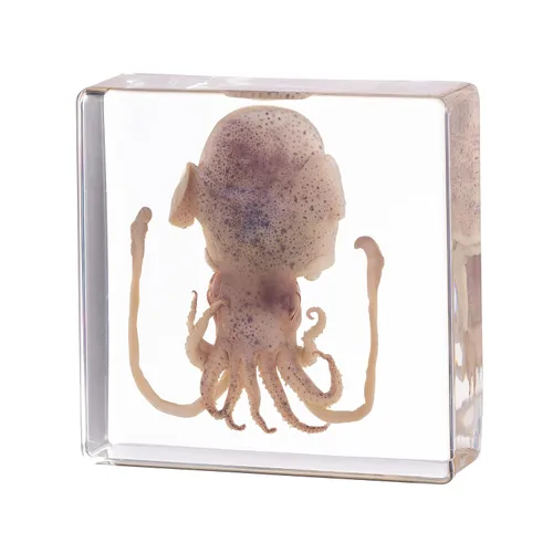 Miniatura 18 de Pulpo de taxidermia, especímenes de pulpo real, espécimen de animales en resina para educación científica en el aula, gran regalo para fanáticos