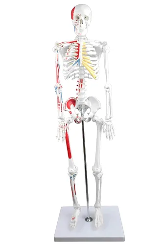 Parco Scientific PB00014 Esqueleto humano con músculos coloreados y etiquetados, tamaño medio 33" (84cm) | Con cable para movimiento natural |