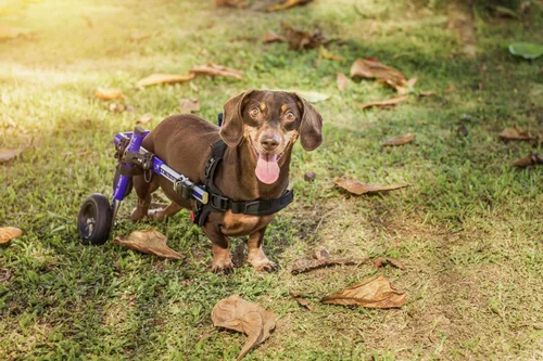 Miniatura 5 de Walkin' Wheels Silla de ruedas Dachshund - para perros pequeños de 2 a 30 libras - Aprobado por veterinarios - Silla de ruedas para perros para Azul