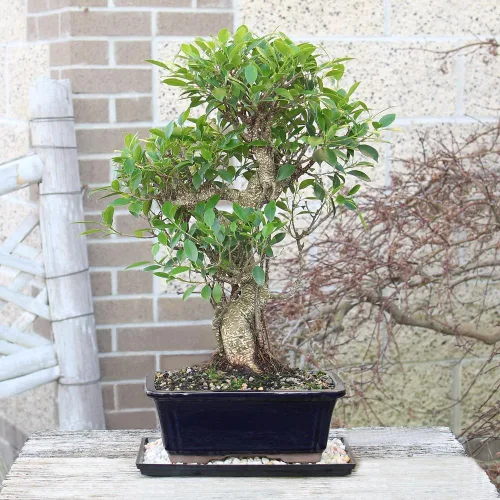 Miniatura 8 de Brussel's Bonsai Live Golden Gate Ficus - Árbol bonsái para interiores, grande, de 10 años, de 16 a 20 pulgadas, árbol bonsái vivo en maceta