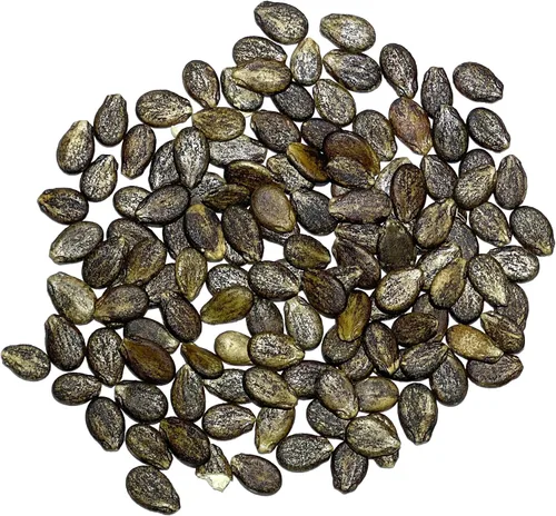 Miniatura 4 de Seed Needs Semillas de sandía para plantar sandías dulces carmesí, reliquia sin OMG y sin tratar, cultiva un jardín cultivado en casa al aire libre